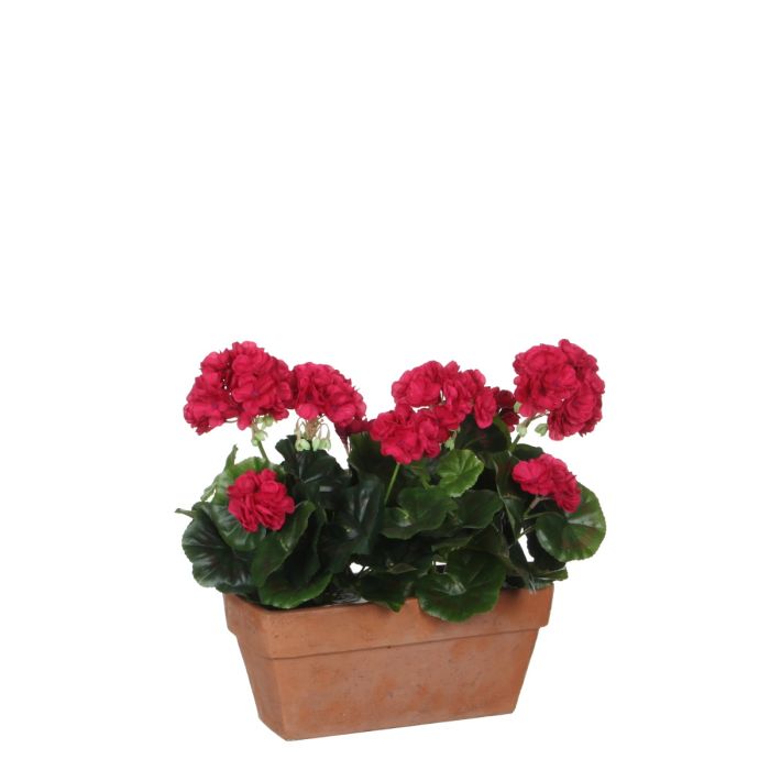 Pelargonie i altankasse pink