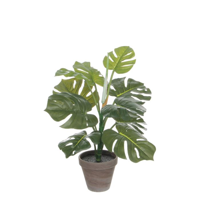 Monstera palme 48 cm høj