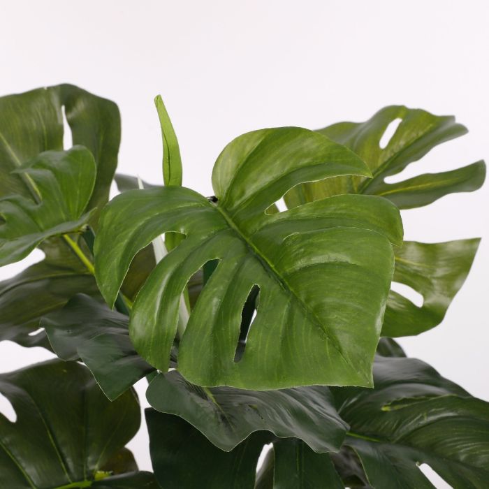 Monstera palme 48 cm høj