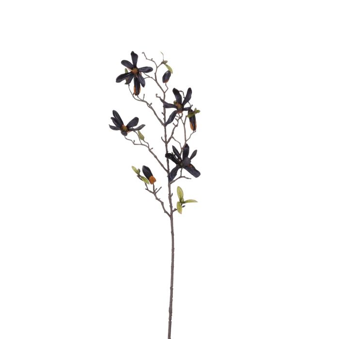Magnolia sort