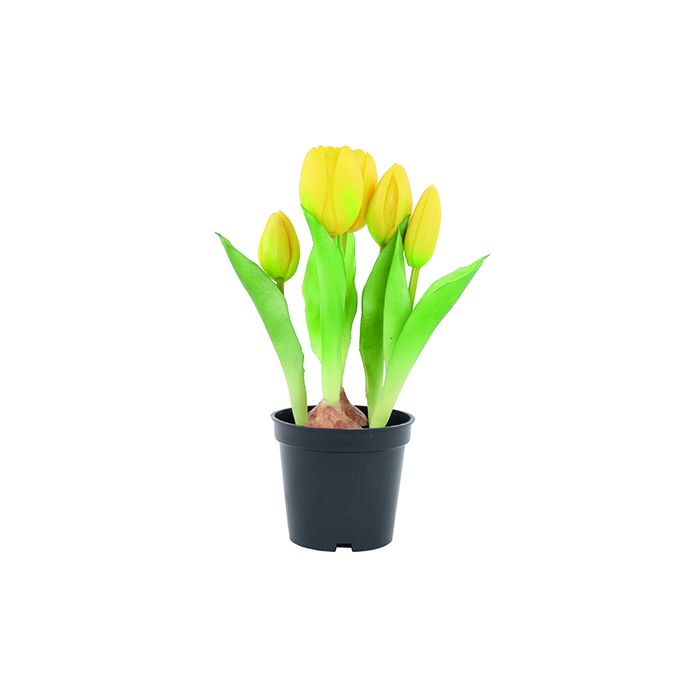 Tulipaner i potte gule