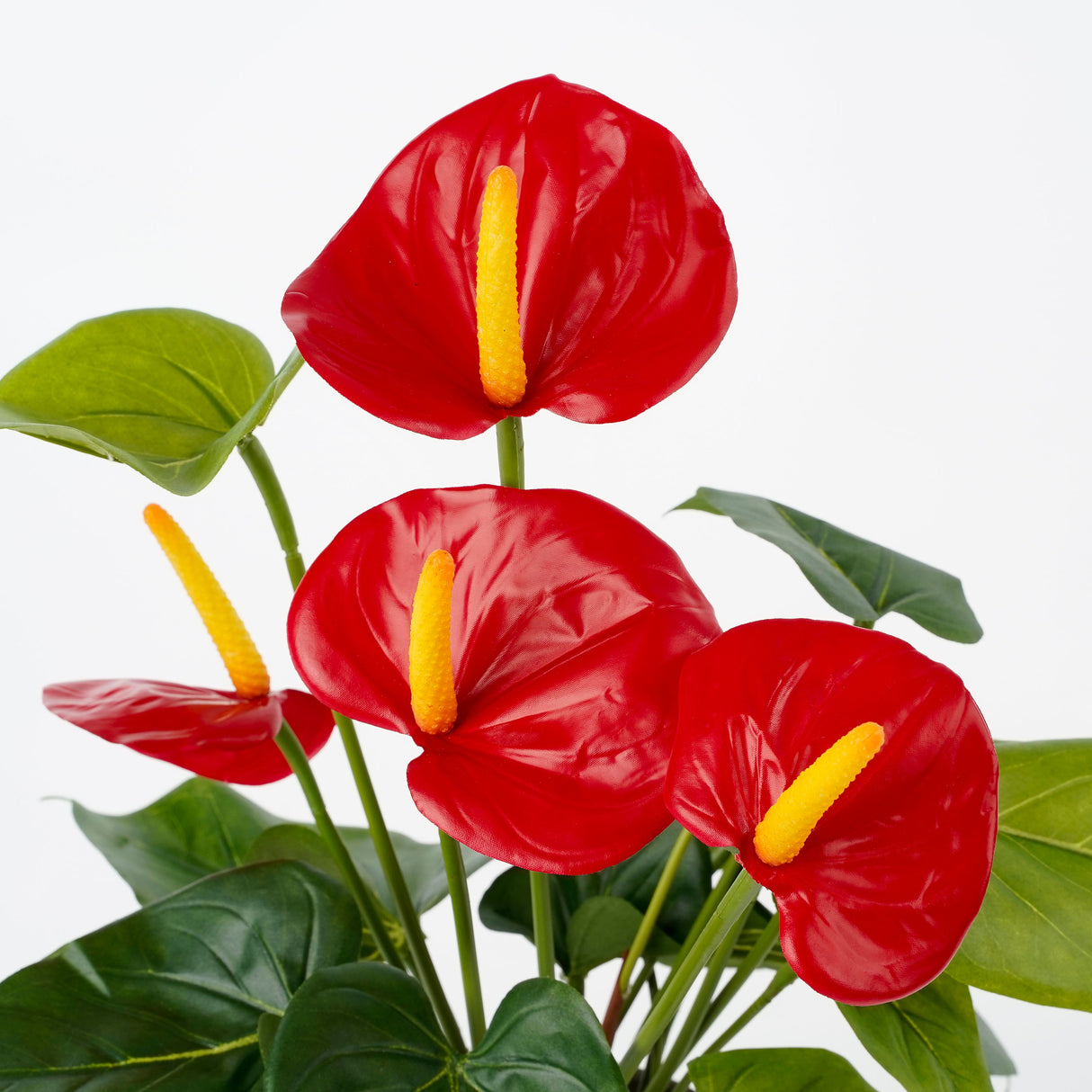Røde blomster på kunstig flamingoblomst