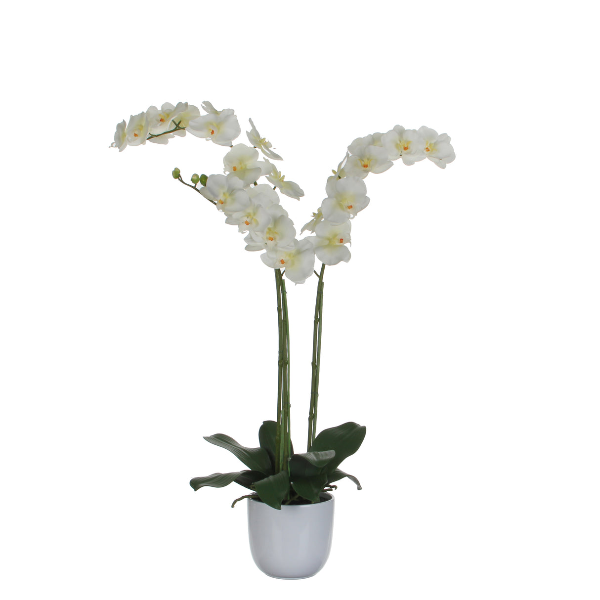 Phalaenopsis orkidé hvid 100 cm høj i skjuler fra Mica