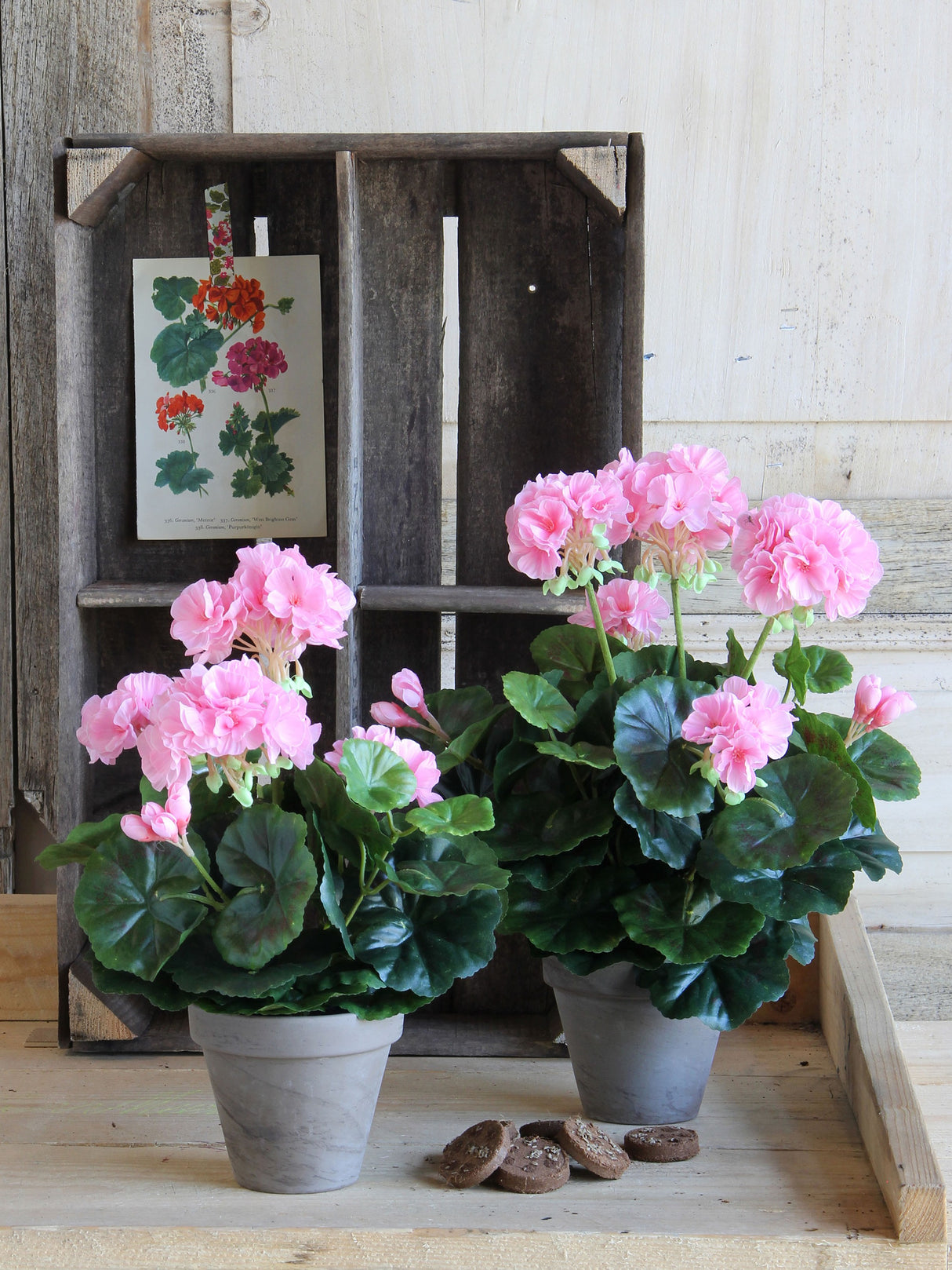 To kunstige pelargonier med lyserøde blomster i grå keramikkrukker