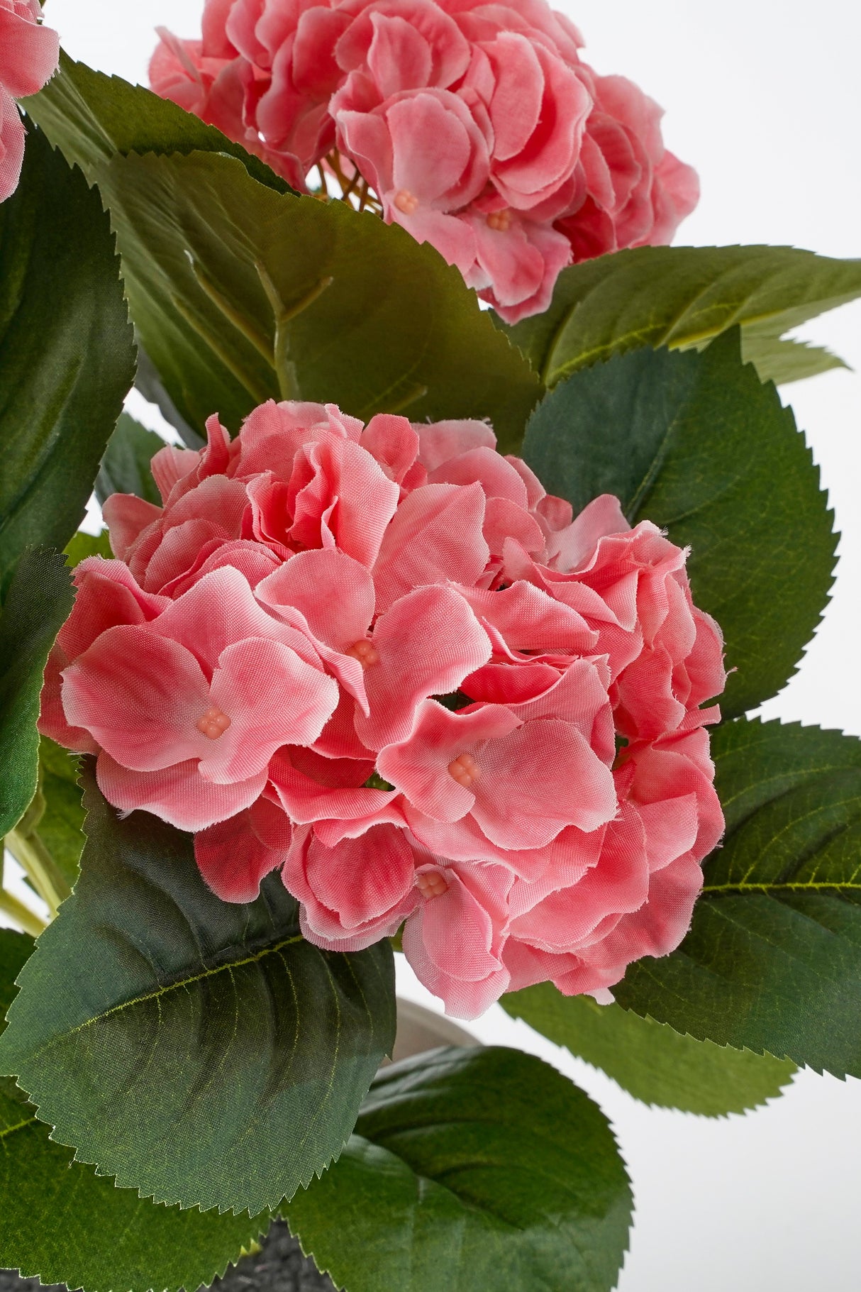 Mørkegrønne blade og lyserøde blomsterhoveder på en kunstig hortensia