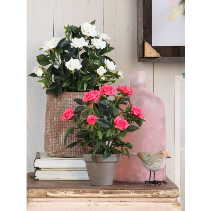 Rose hvid 33 cm høj