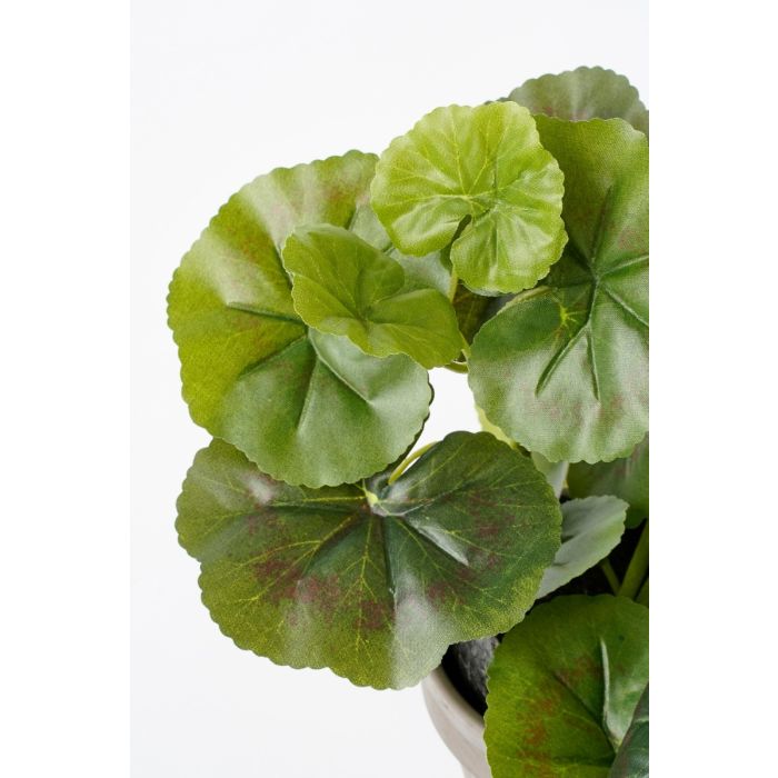 Pelargonie ferskenfarvet 34 cm høj