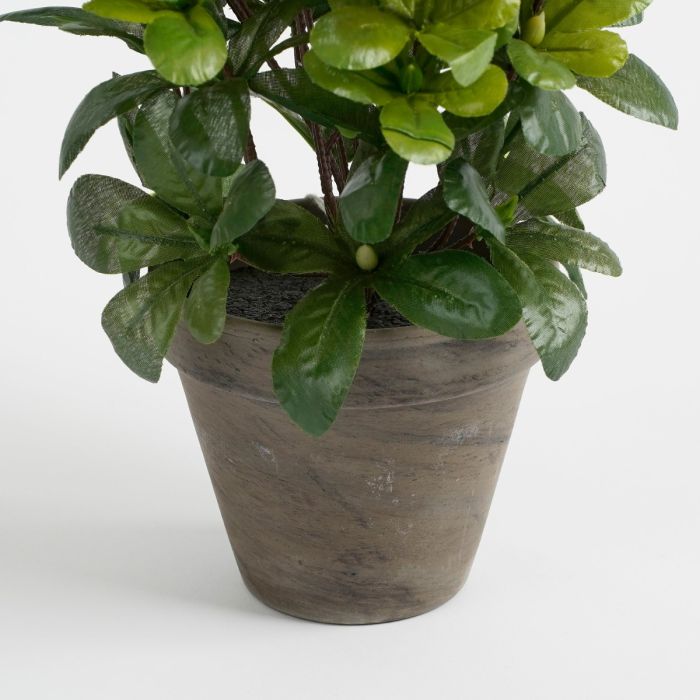 Azalea lyserød 27 cm høj