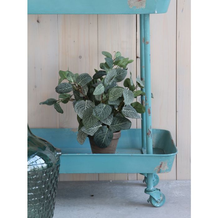 Pilea plante 35 cm høj