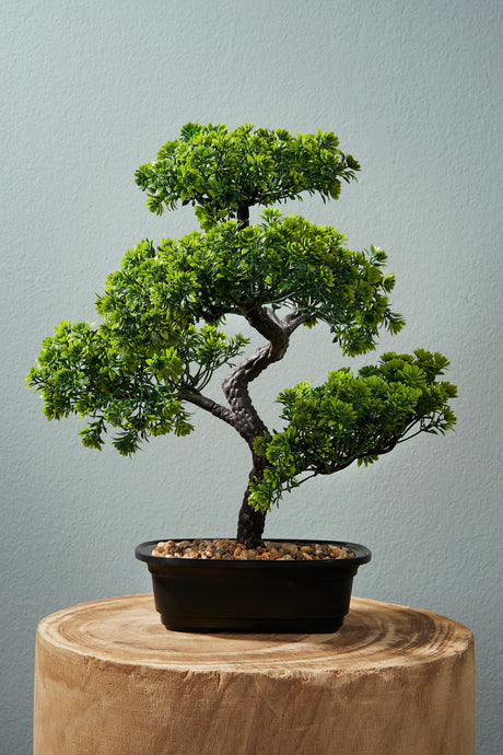 Bonsai-tre fra Mica stående på tresøyle