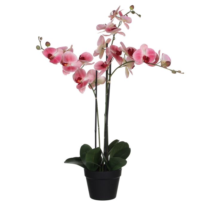 Phalaenopsis orkidé lyserød 79 cm