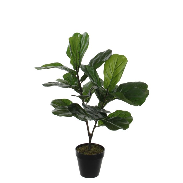 Ficus lyrata violinfigen 75 cm høj
