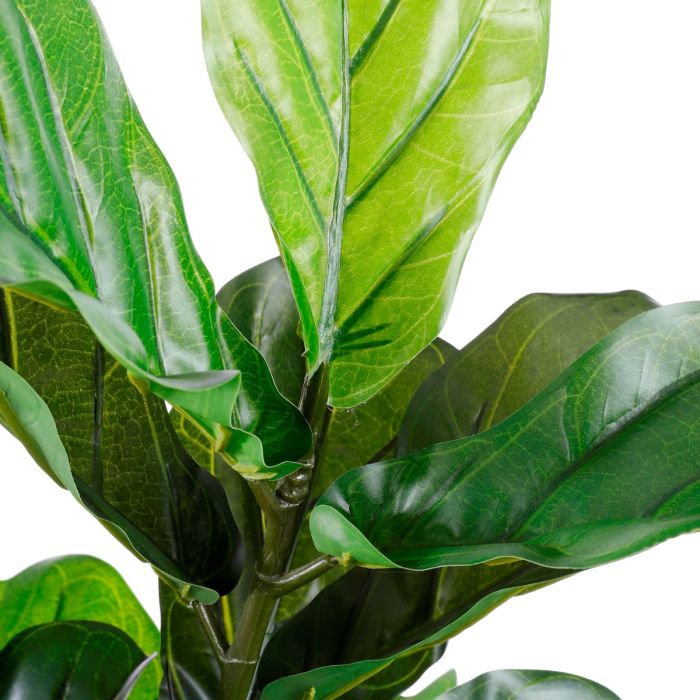 Ficus lyrata violinfigen 75 cm høj