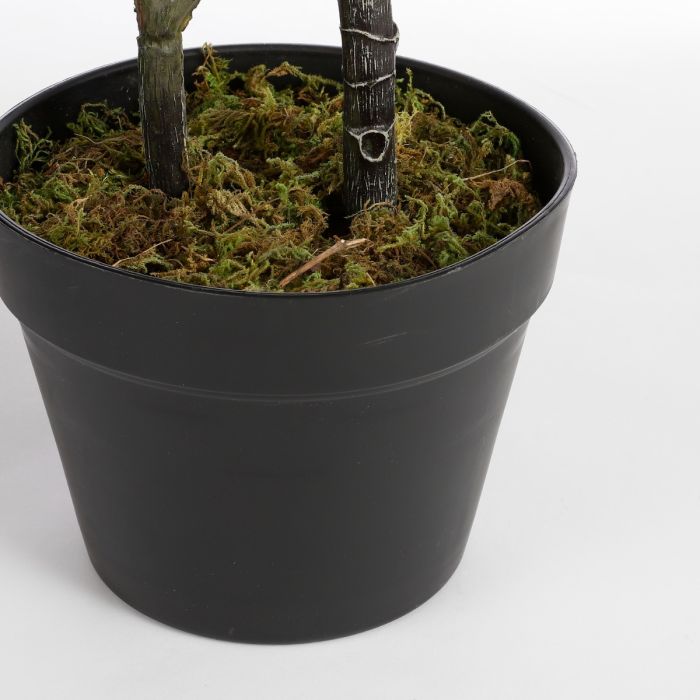 Ficus lyrata violinfigen 75 cm høj