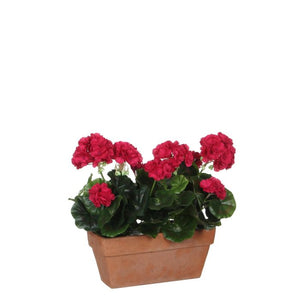Pelargonie i altankasse pink