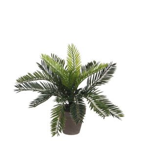 Cycas Japansk koglepalme 33 cm høj