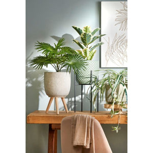 Rubber plant gummifigen 47 cm høj