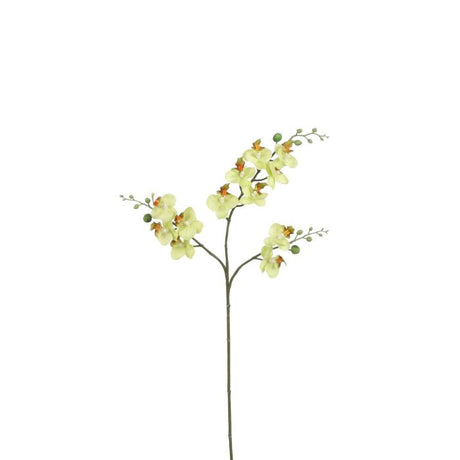 Phalaenopsis orkidé gulgrøn 75 cm høj