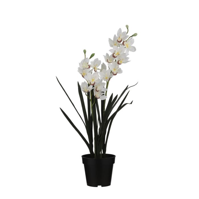 Cymbidium orkidé hvid