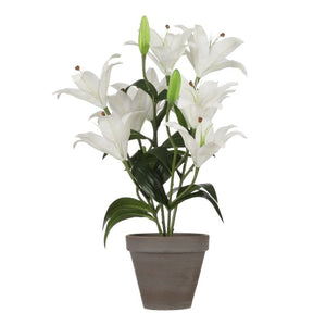 Tigerlilje hvid 47 cm høj