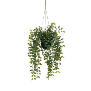 Hængeplante ficus