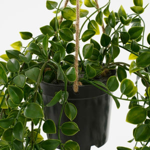 Hængeplante ficus