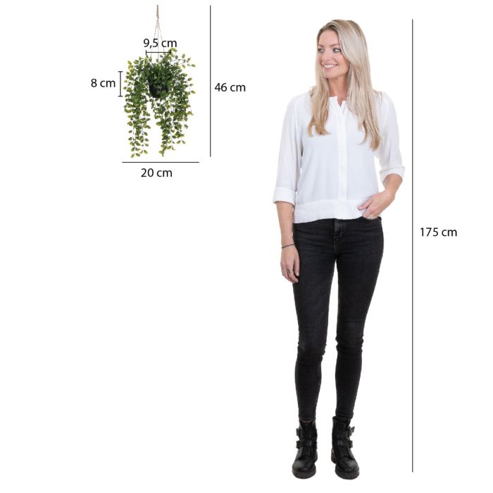 Hængeplante ficus