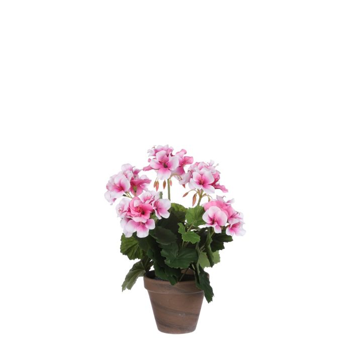 Pelargonie lyserød 33 cm høj
