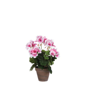 Pelargonie lyserød 33 cm høj