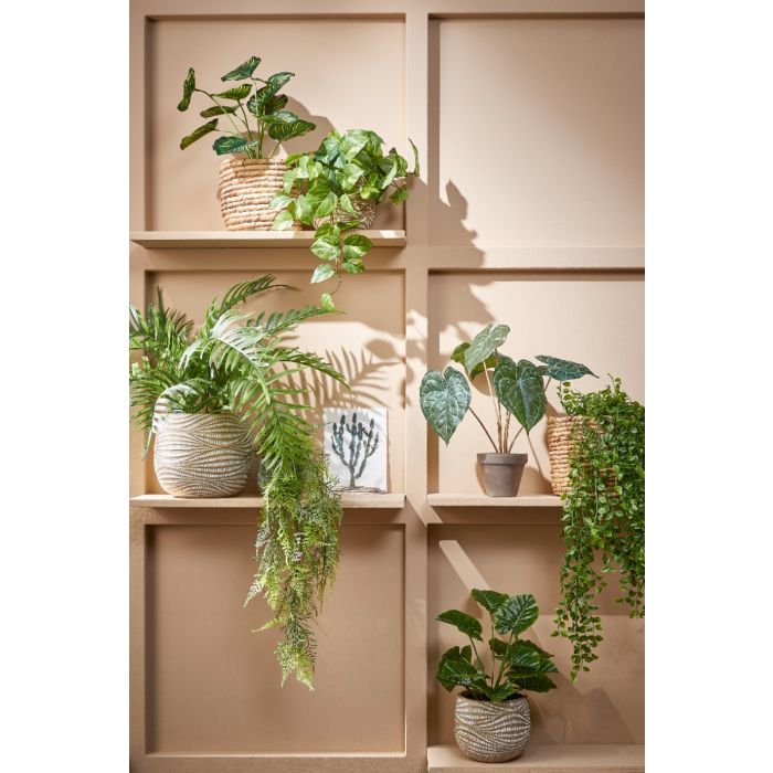 Pothos plante kunstig