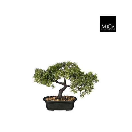 Bonsai træ med dekorativ trækrone og mørk stamme i krukke