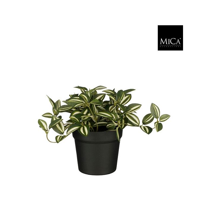 Tradescantia kaffesladder grøn 16 cm høj