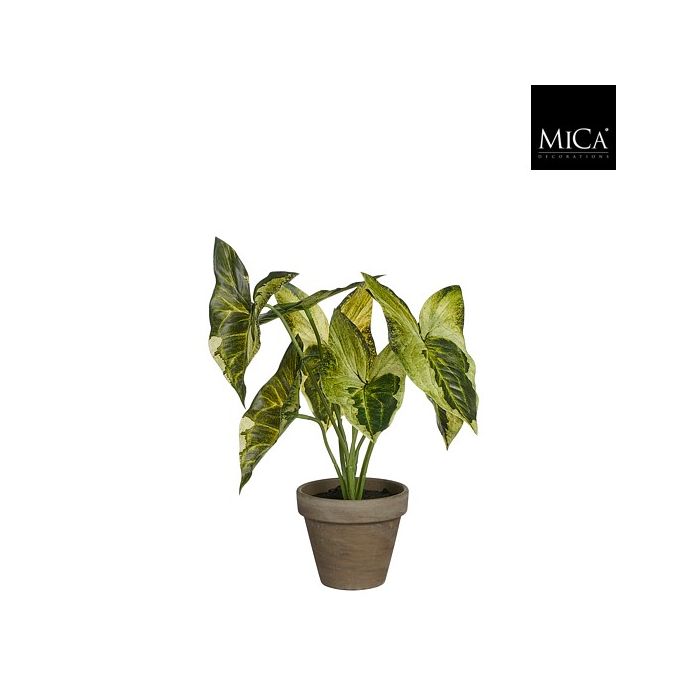 Syngonium gåsefod 28 cm høj
