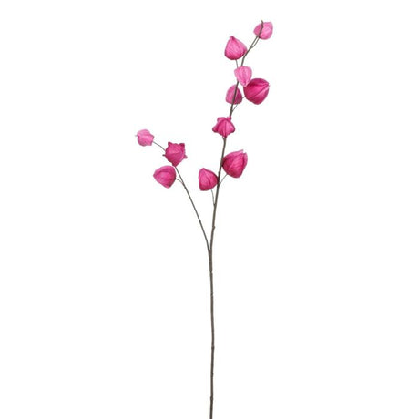 Kinesiske lanterner fuchsia