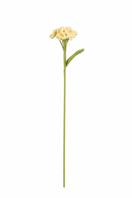 Gul heklet floks med fine små blomster samlet i en blomsterklase