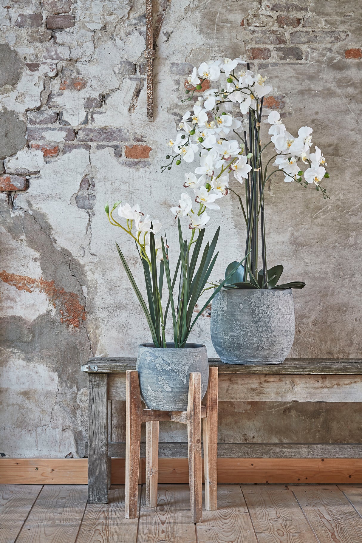 Phalaenopsis orkidéer med hvide blomster i grå rustikke lerkrukker