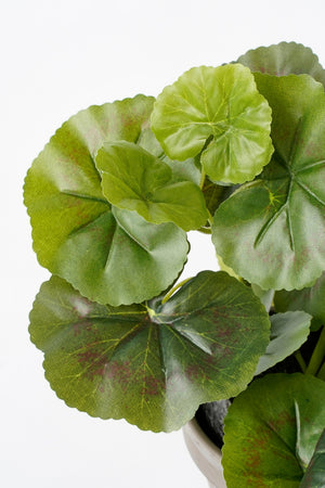 Blade i mørkegrønne nuancer på en kunstig pelargonie