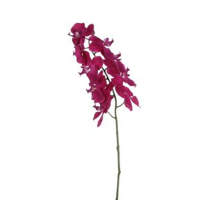 Phalaenopsis orkidéstilk lilla