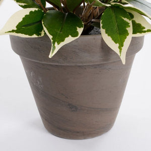 Ficus Natasja stuebirk 40 cm høj