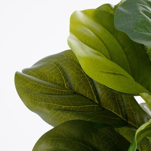 Ficus lyrata violinfigen 35 cm høj