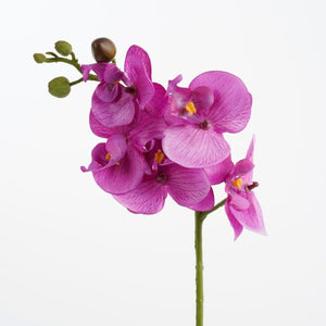 Phalaenopsis orkidé lilla 48 cm høj