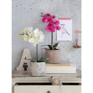 Phalaenopsis orkidé lilla 48 cm høj