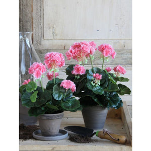 Pelargonie ferskenfarvet 34 cm høj