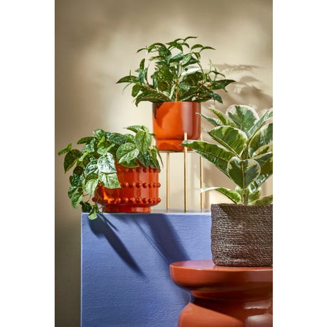 Cordyline plante 35 cm høj